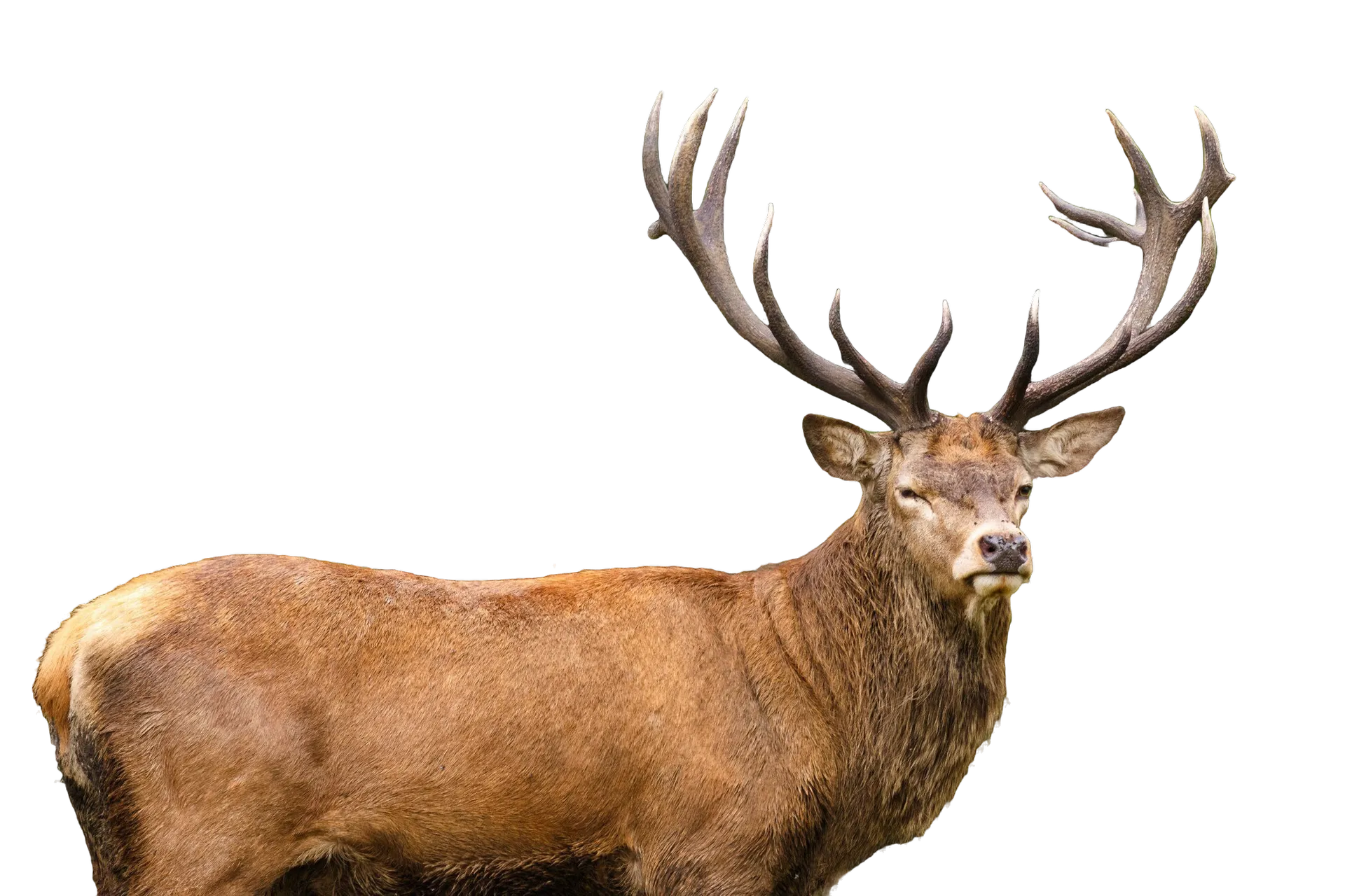 closeup-elk-surrounded-by-greenery-field-sunlight-with-blurry (1)_wynik closeup-elk-surrounded-by-greenery-field-sunlight-with-blurry (1)_wynik